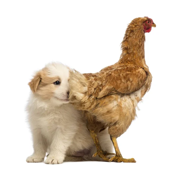ボーダーコリーの子犬は、6 週間前、鶏の後ろに座って、彼の頭は、白い背景の前に鶏の尾羽 — ストック写真