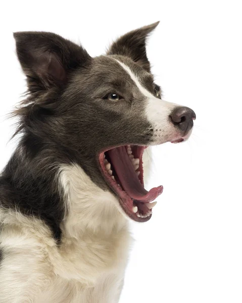 Close-up of a Border Collie, 8 months old, yawning in front of white background — Stock Photo, Image