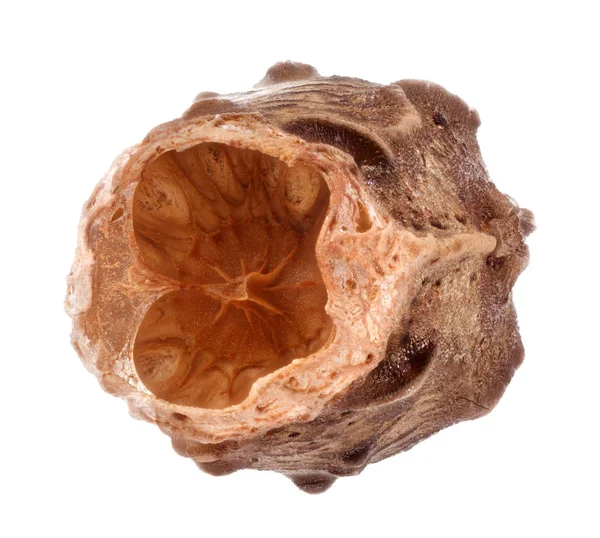 Яйцо из палочек - Pterinoxylus crassus — стоковое фото