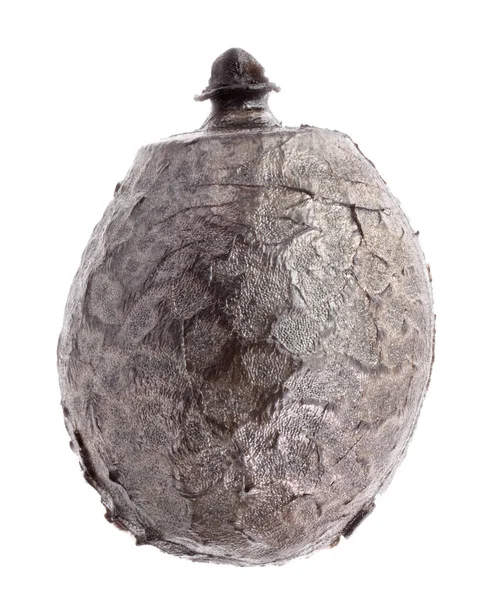Uovo di insetti bastone - Phasma reinwardtii (gigas ) — Foto Stock
