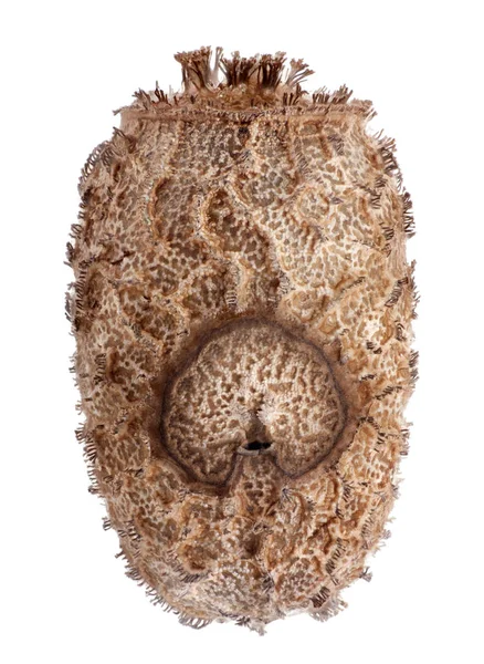 Ägg av stick insekter - Lamponius guerini — Stockfoto
