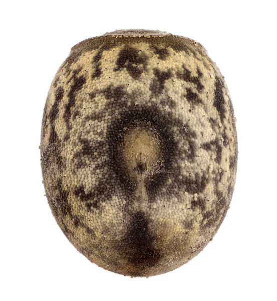 Yumurta sopa böcek - Neohirasea fruhstorferi