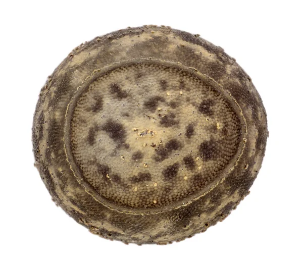 Uovo di insetti bastone - Neohirasea fruhstorferi — Foto Stock