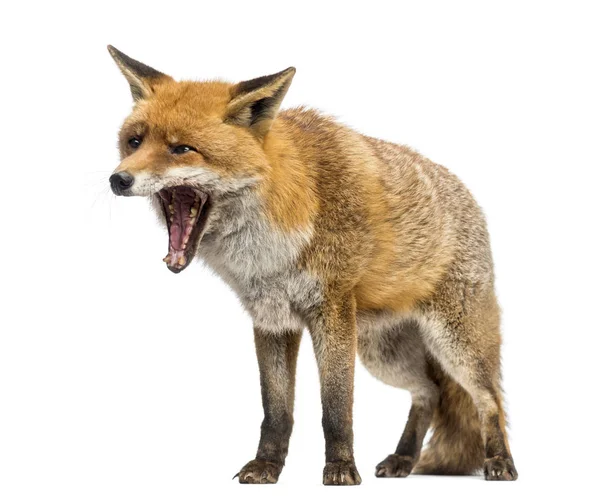 Red fox, Vulpes vulpes, stående, gäspningar, isolerad på vit — Stockfoto