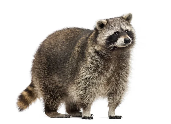 Racoon, Procyon Iotor, standing, isolated on white — Stock Photo, Image