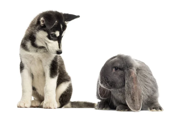 Husky malamute filhote de cachorro sentado e olhando para um coelho — Fotografia de Stock