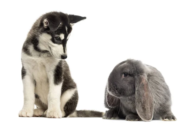 Husky malamute cachorro sentado y mirando a un conejo —  Fotos de Stock