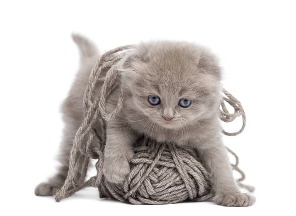 Vooraanzicht van een Highland fold kitten spelen met een bal van wol, ik — Stockfoto