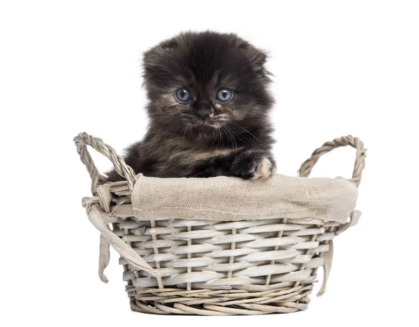 Vista frontal de un gatito pliegue Highland en una cesta de mimbre, aislar — Foto de Stock