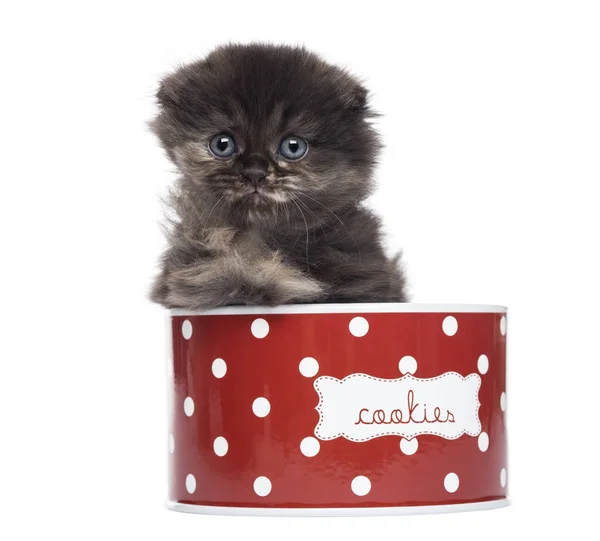 Front view of a Highland fold kitten in a cookie box, isolated o — Stock Photo, Image