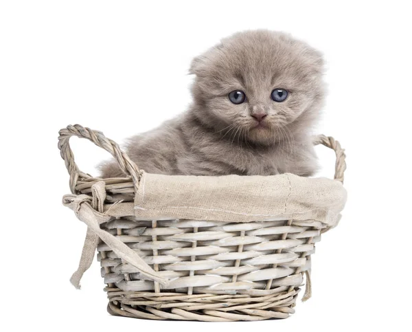 Vista frontal de un gatito pliegue Highland en una cesta de mimbre, aislar — Foto de Stock