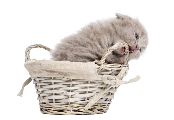 Vooraanzicht van een Highland fold kitten in een rieten mand, spelen — Stockfoto