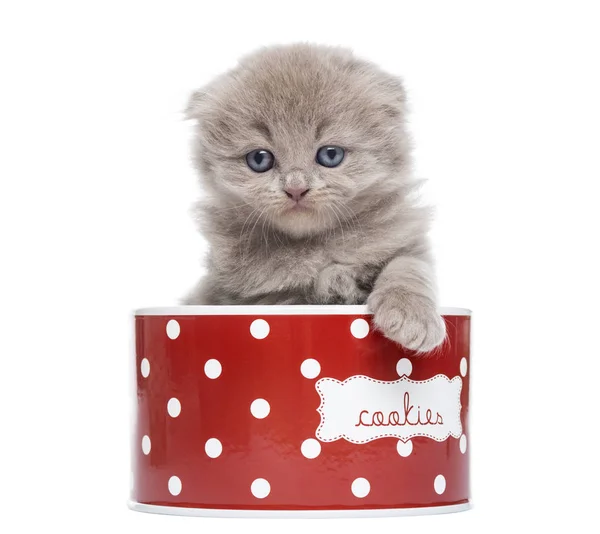Vista frontal de un gatito pliegue Highland en una caja de galletas, aislado o — Foto de Stock