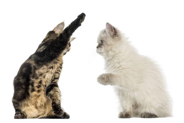 Twee kittens high-fiving — Stockfoto
