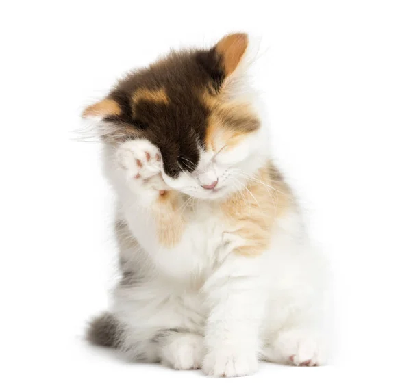 Ezen egyenes cica ülő, miután a mosás, elszigetelt Pünkösd — Stock Fotó