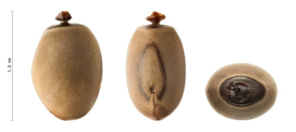 Ovos de Phasmatodea, Phryganistria heusii, 5,8 mm — Fotografia de Stock
