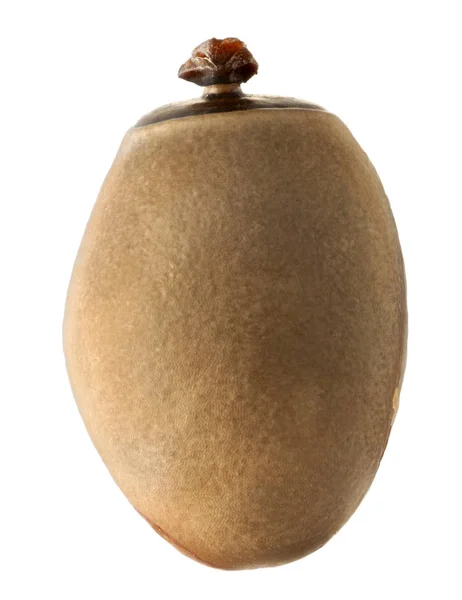 Phasmatodeas ägg, Phryganistria heusii, 5.8 mm, isolerad på whi — Stockfoto
