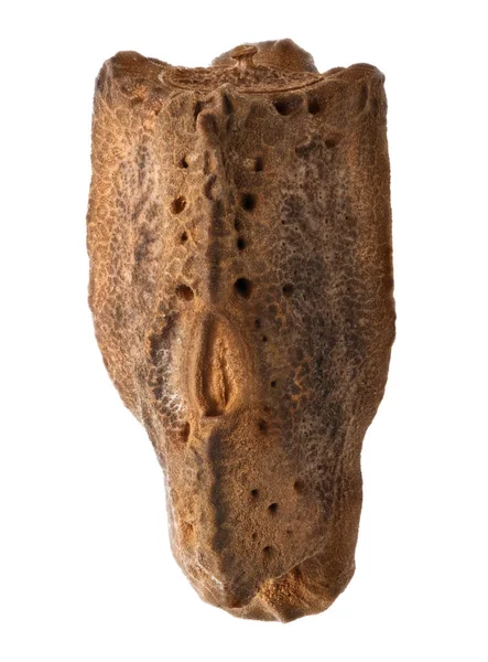 Korunu si pakobylka vejce, Onchestus rentzi, 5,9 mm, izolované na — Stock fotografie
