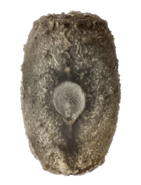 Anisomorpha monstrosa 3.1 мм, яйцо насекомого в красной полоске — стоковое фото