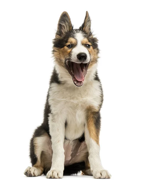 Fronteira collie sentado, bocejo, isolado em branco — Fotografia de Stock