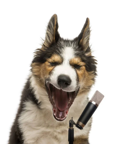 Close-up de um collie Fronteira cantando em um microfone, isolado — Fotografia de Stock