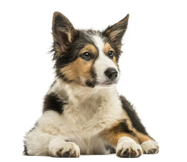 Vista frontal de um Collie Fronteira, deitado isolado em branco — Fotografia de Stock