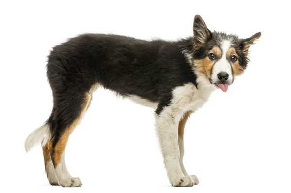 Side view of a Border collie making a face, isolated on white — Stock Photo, Image