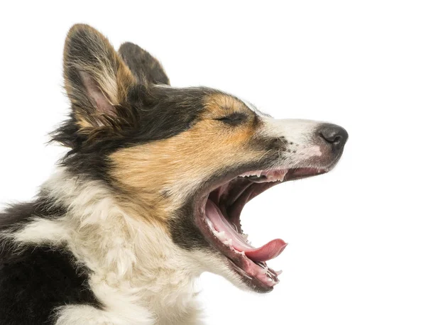 Close-up of a Border collie yawning, isolated on white — Stock Photo, Image