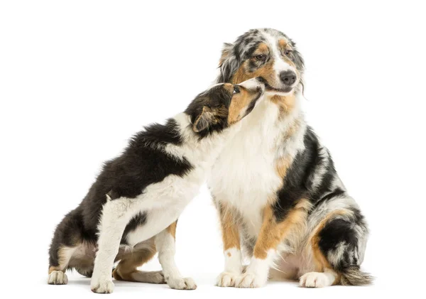 Border collie i Owczarek australijski, grać razem, na białym tle — Zdjęcie stockowe