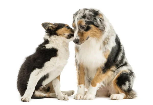 Fronteira collie e pastor australiano brincando juntos, isolados — Fotografia de Stock