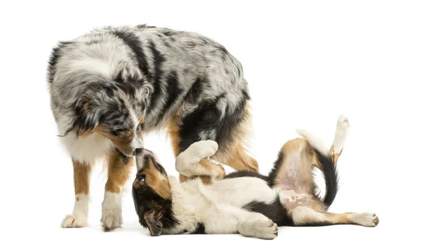 Border collie and Australian Shepherd playing together, isolated — Stock Photo, Image