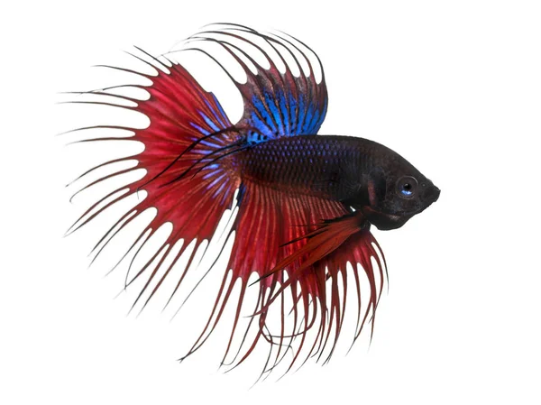 Vista lateral de um peixe de combate siamês, Betta splendens, isolado — Fotografia de Stock