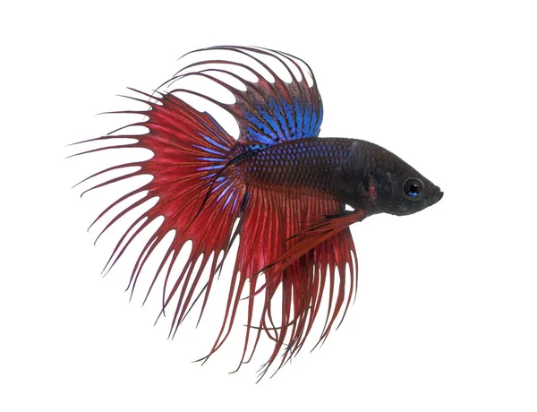 Side view of a Siamese fighting fish, Betta splendens, isolated — Stock Photo, Image