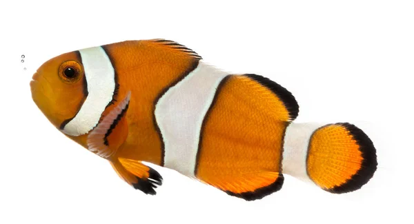 Ocellaris clownfish, Amphiprion ocellaris, aislado en blanco —  Fotos de Stock