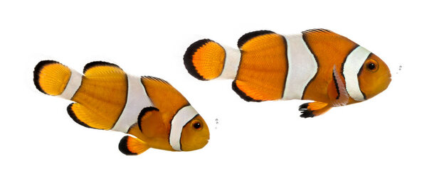 Two bubbling Ocellaris clownfish, Amphiprion ocellaris, isolated