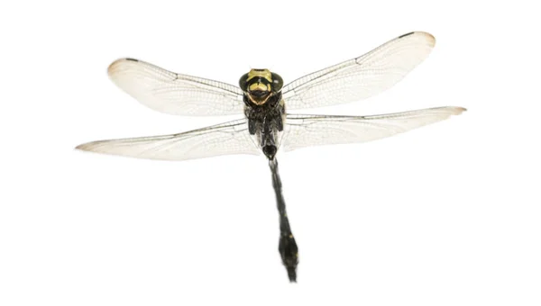 Flying Cordulegaster bidentata viewed from below, isolated on wh — Stock Photo, Image