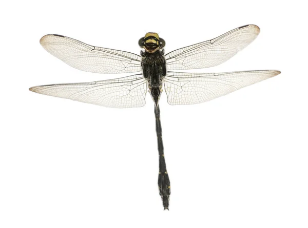 Flying Cordulegaster bidentata viewed from below, isolated on wh — Stock Photo, Image