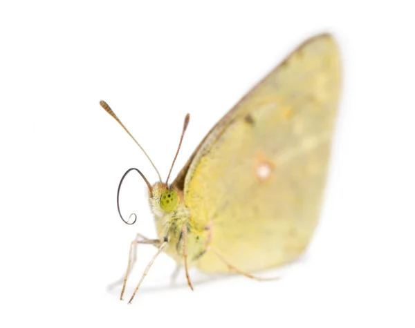 Clouded Sulphur landed on the ground, Colias philodice, isolated — Stock Photo, Image
