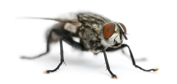 Flesh fly, Sarcophagidae, isolated on white — Stock Photo, Image