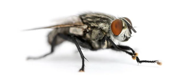 Fly плоті, sarcophagidae, ізольовані на білому — стокове фото