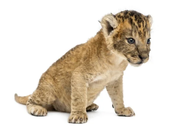 Lion cub zitten, 16 dagen oud, geïsoleerd op wit — Stockfoto