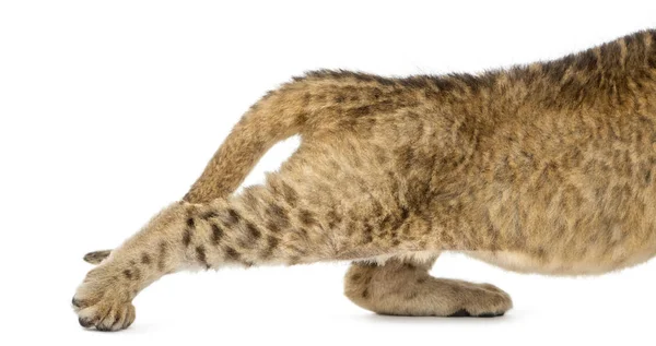 Close-up das pernas traseiras de um filhote de leão, 16 dias de idade, isolado no whi — Fotografia de Stock