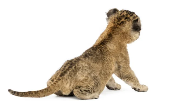 Rear view of a Lion cub sitting, 16 days old, isolated on white — Stock Photo, Image