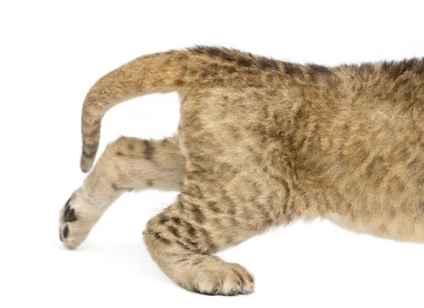 Close-up das pernas traseiras de um filhote de leão, 16 dias de idade, isolado no whi — Fotografia de Stock