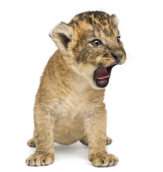 Lion cub, sitting and roaring, isolated on white — Stock Photo, Image