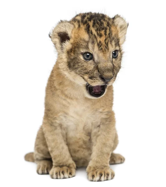 Lion cub sitting, roaring, 16 days old, isolated on white — Stock Photo, Image