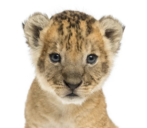 近距离看镜头的狮子幼崽, 16 天大, isola — 图库照片