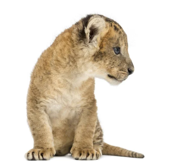 Lion cub sitting, looking away, 16 days old, isolated on white — Stock Photo, Image