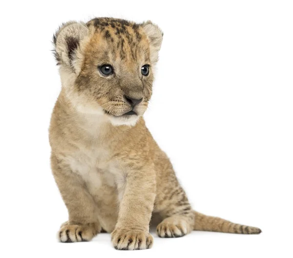 Lion cub sitting, looking away, 16 days old, isolated on white — стоковое фото