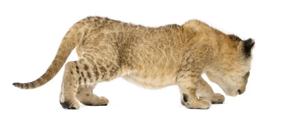 Side view of a Lion cub prowling, 16 days old, isolated on white — стоковое фото